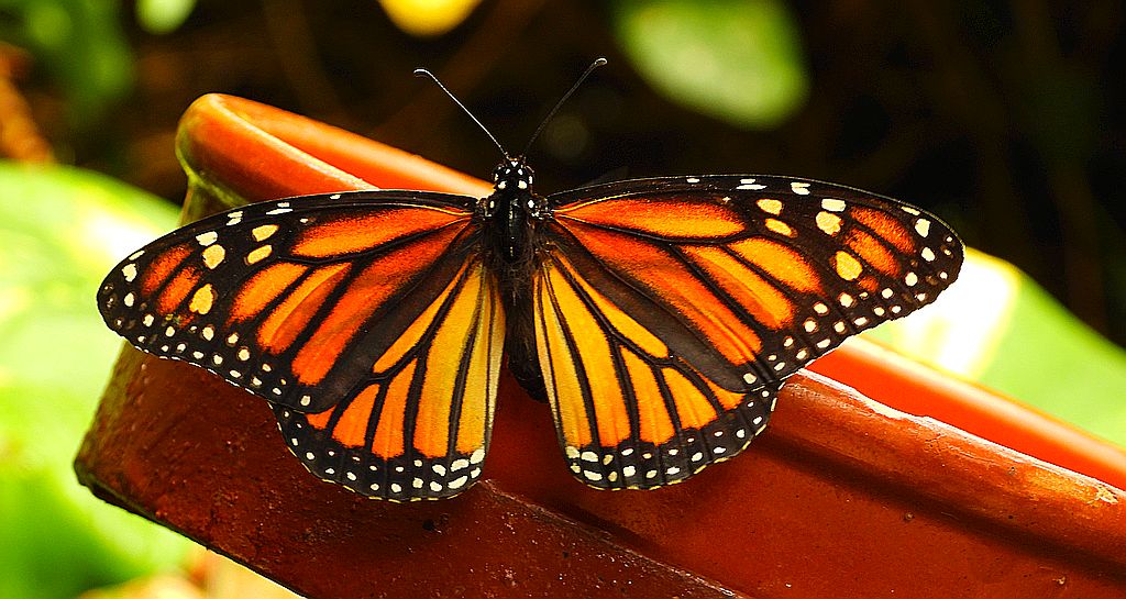 Danaid wędrowny, monarcha (Danaus plexippus)