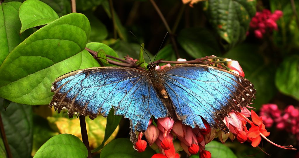 Morpho peleides