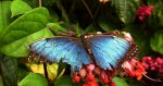 Morpho peleides