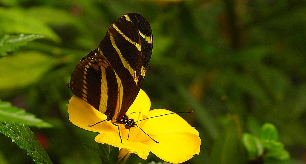 Heliconius charithonia