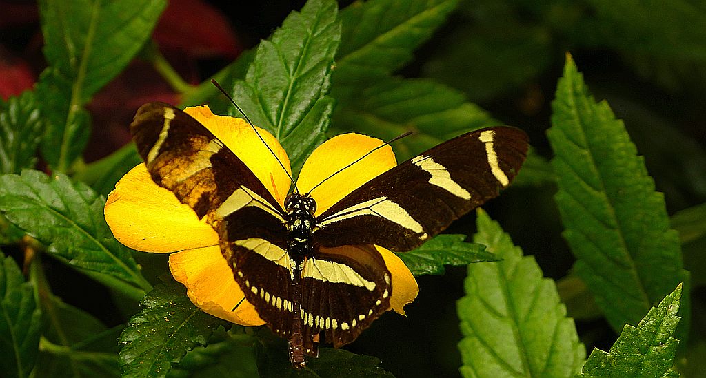Heliconius charithonia