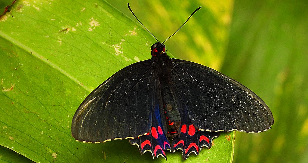 Parides photinus