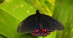 Parides photinus