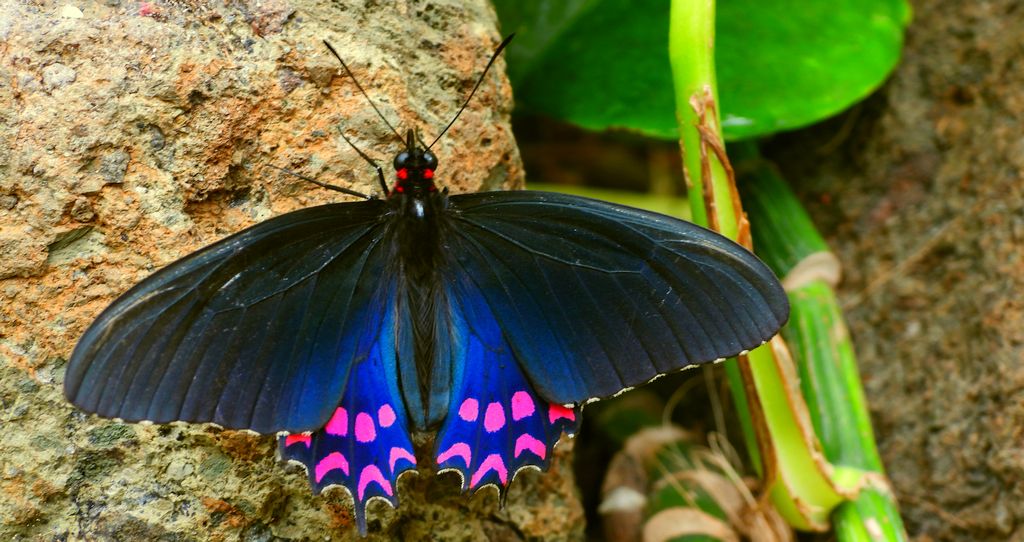 Parides photinus