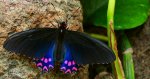 Parides photinus