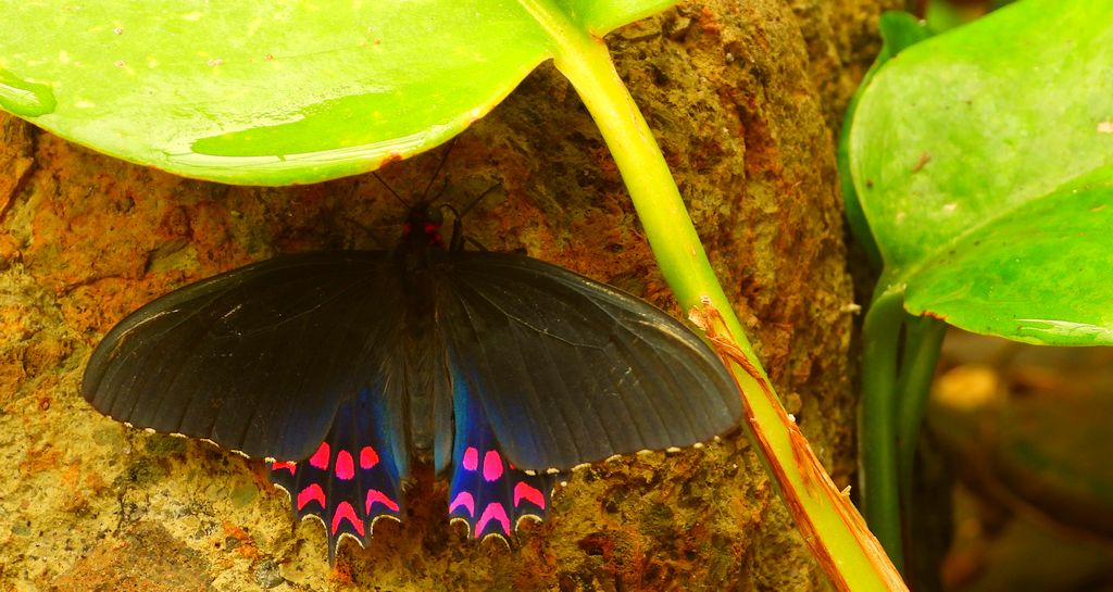 Parides photinus