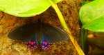 Parides photinus