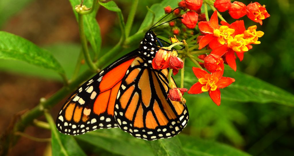 Danaid wędrowny, monarcha (Danaus plexippus)