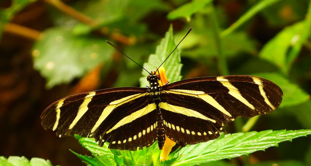 Heliconius charithonia