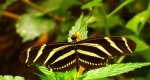 Heliconius charithonia
