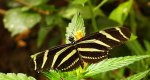 Heliconius charithonia