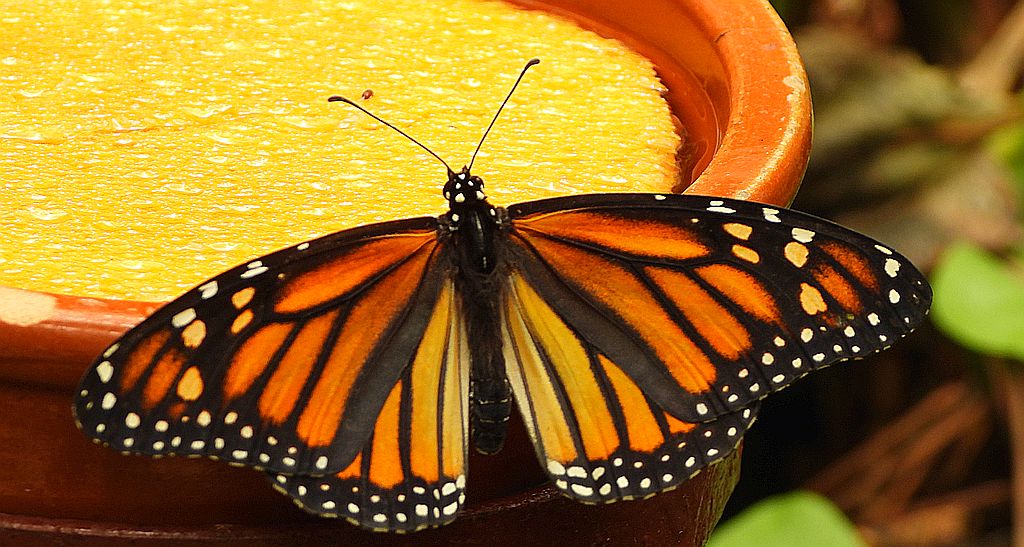 Danaid wędrowny, monarcha (Danaus plexippus)
