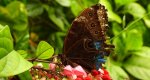 Morpho peleides