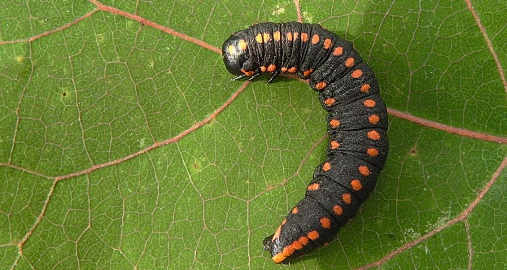 Niepylak mnemozyna (Parnassius mnemosyne)