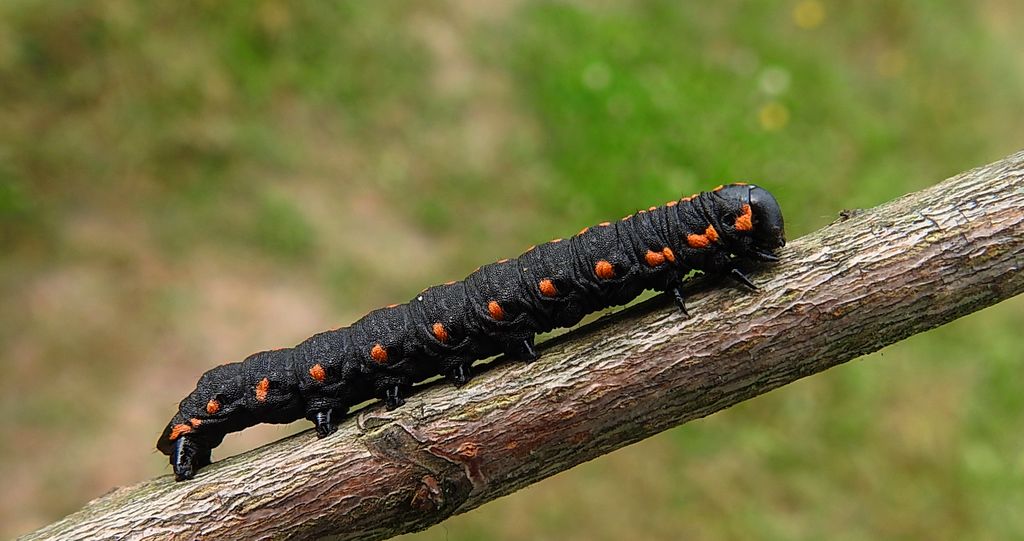 Niepylak mnemozyna (Parnassius mnemosyne)