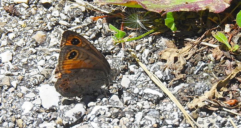 Osadnik kostrzewiec (Lasiommata maera)