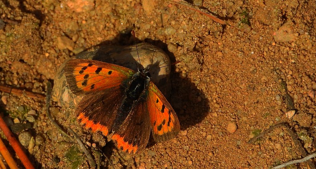 Czerwończyk żarek (Lycaena phlaeas syn. Lycaena phlaeoides)