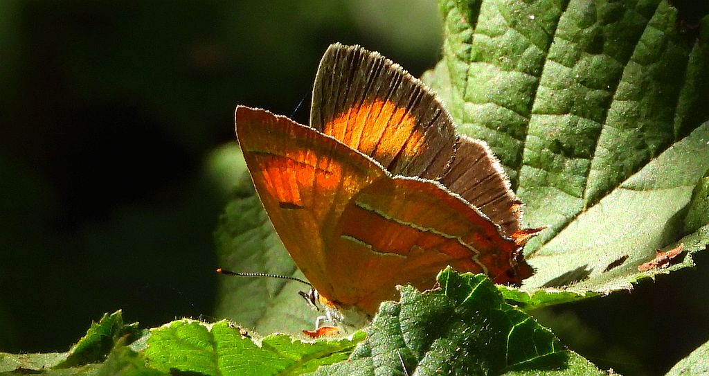 Pazik brzozowiec (Thecla betulae)