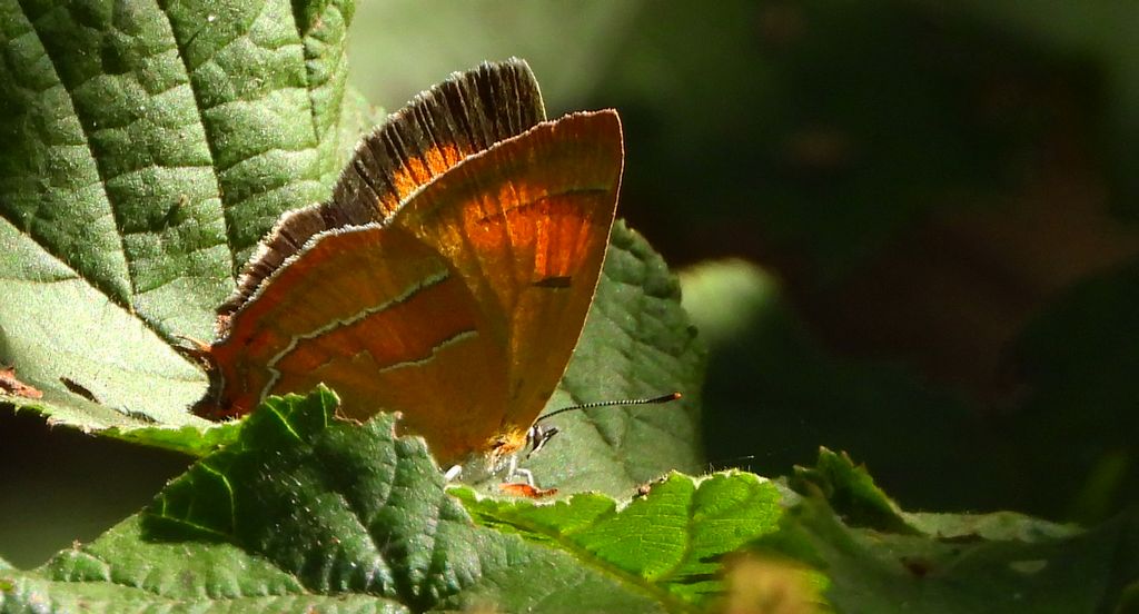 Pazik brzozowiec (Thecla betulae)