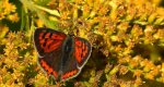 Czerwończyk żarek (Lycaena phlaeas syn. Lycaena phlaeoides)