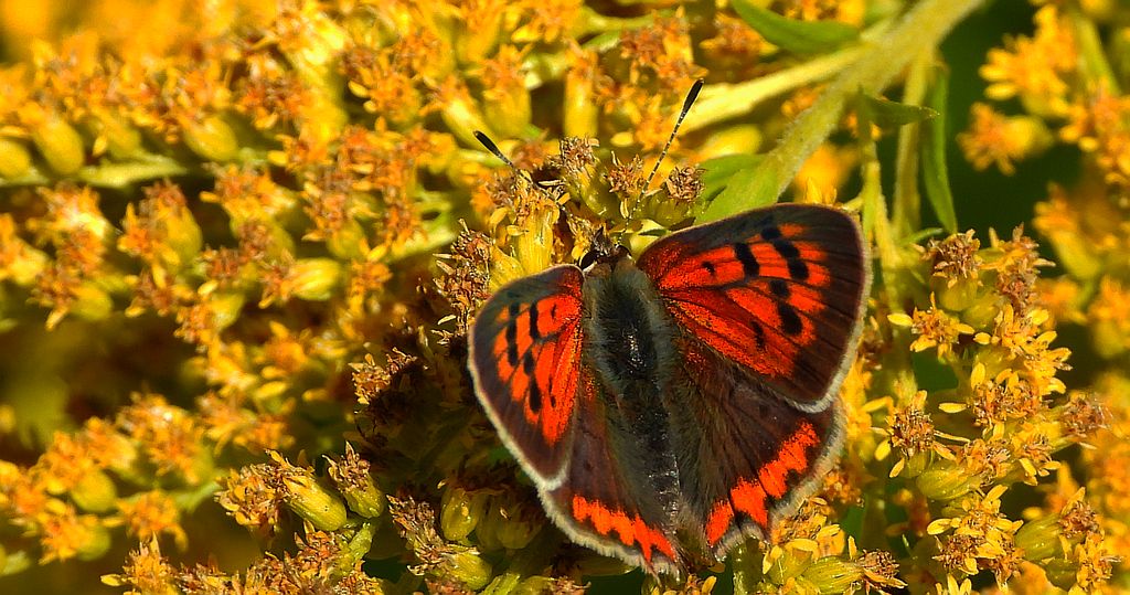 Czerwończyk żarek (Lycaena phlaeas syn. Lycaena phlaeoides)
