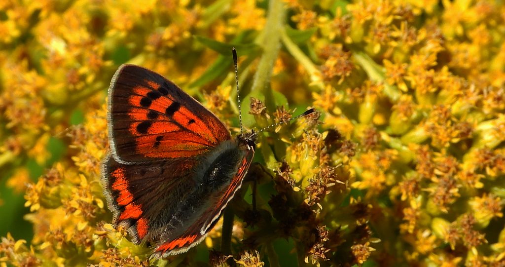 Czerwończyk żarek (Lycaena phlaeas syn. Lycaena phlaeoides)