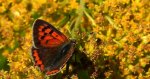 Czerwończyk żarek (Lycaena phlaeas syn. Lycaena phlaeoides)