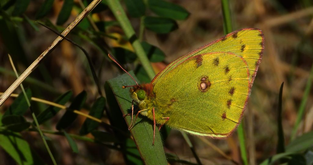Szlaczkoń siarecznik (Colias hyale)