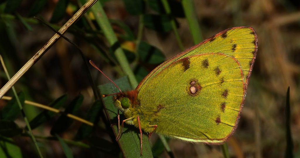 Szlaczkoń siarecznik (Colias hyale)