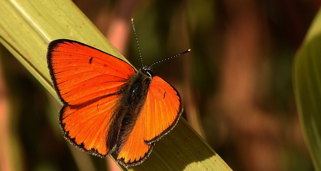 Czerwończyk nieparek, czerwończyk większy (Lycaena dispar)
