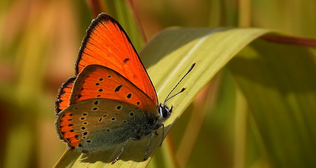 Czerwończyk nieparek, czerwończyk większy (Lycaena dispar)