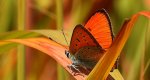 Czerwończyk nieparek, czerwończyk większy (Lycaena dispar)