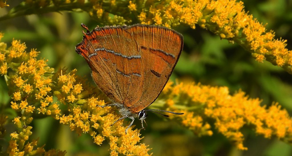 Pazik brzozowiec (Thecla betulae)