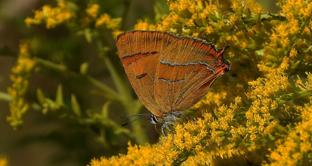 Pazik brzozowiec (Thecla betulae)