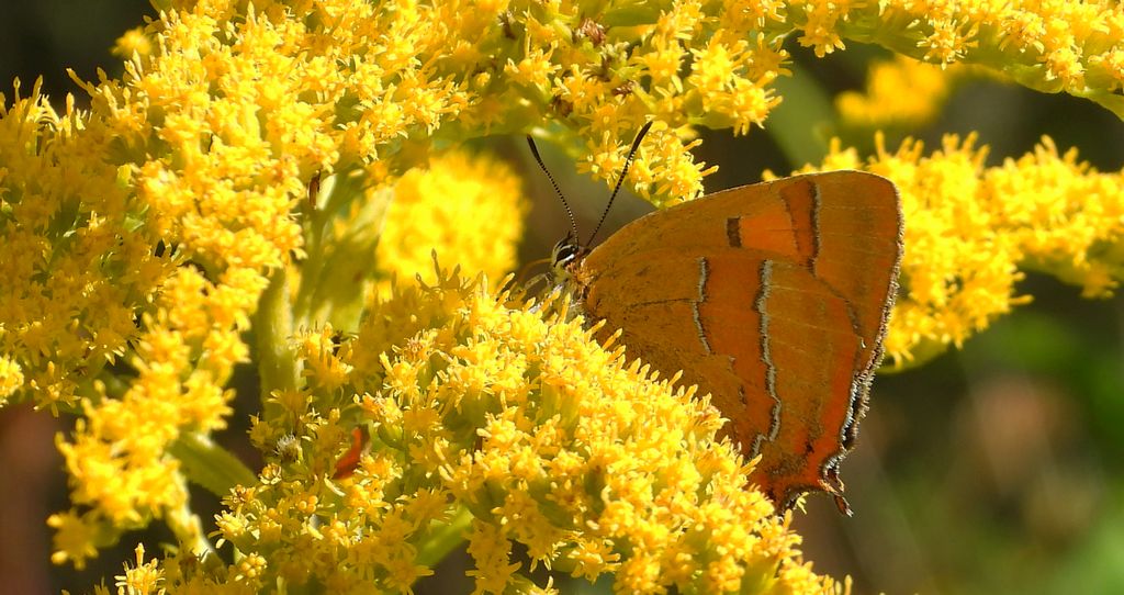 Pazik brzozowiec (Thecla betulae)