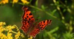 Rusałka ceik (Polygonia c-album)
