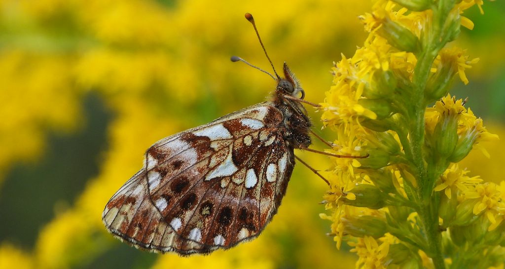 Dostojka dia (Boloria dia)