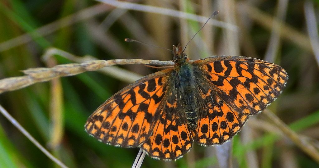 Dostojka dia (Boloria dia)