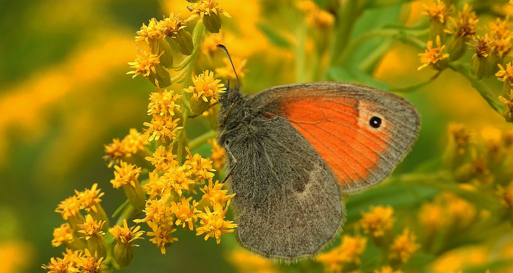 Strzępotek ruczajnik (Coenonympha pamphilus)