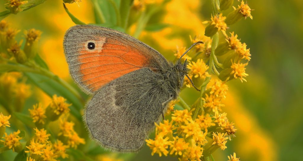 Strzępotek ruczajnik (Coenonympha pamphilus)