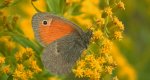 Strzępotek ruczajnik (Coenonympha pamphilus)