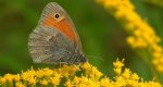 Strzępotek ruczajnik (Coenonympha pamphilus)