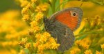 Strzępotek ruczajnik (Coenonympha pamphilus)