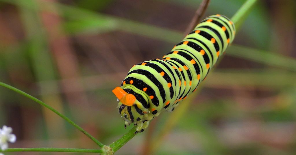 Paź królowej (Papilio machaon)