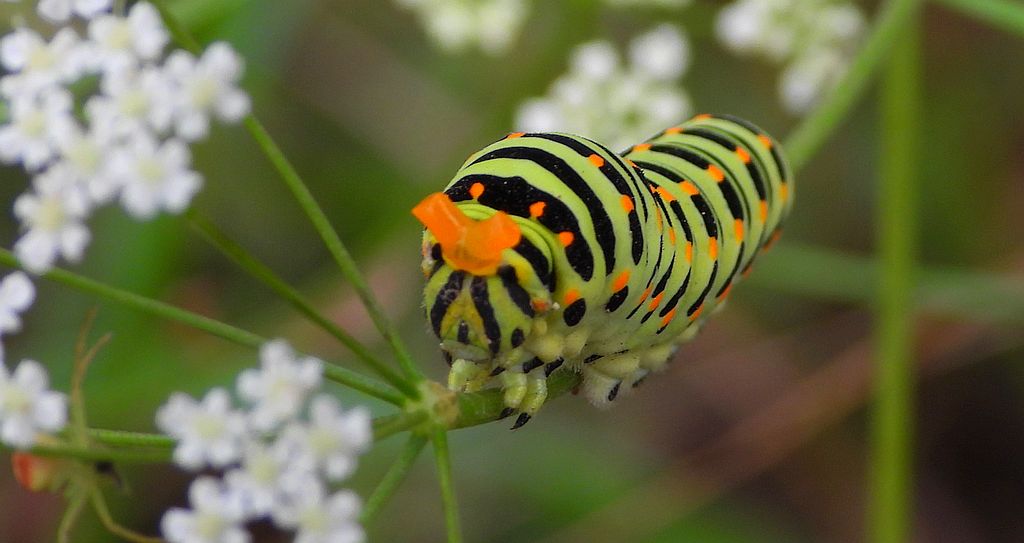 Paź królowej (Papilio machaon)