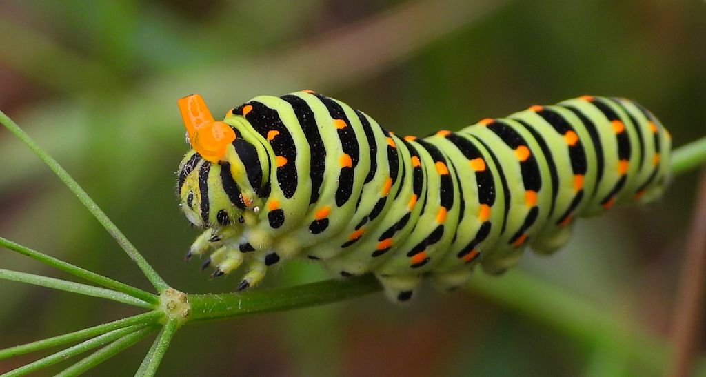 Paź królowej (Papilio machaon)