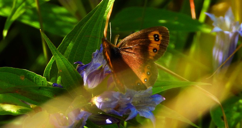 Górówka medea (Erebia aethiops)