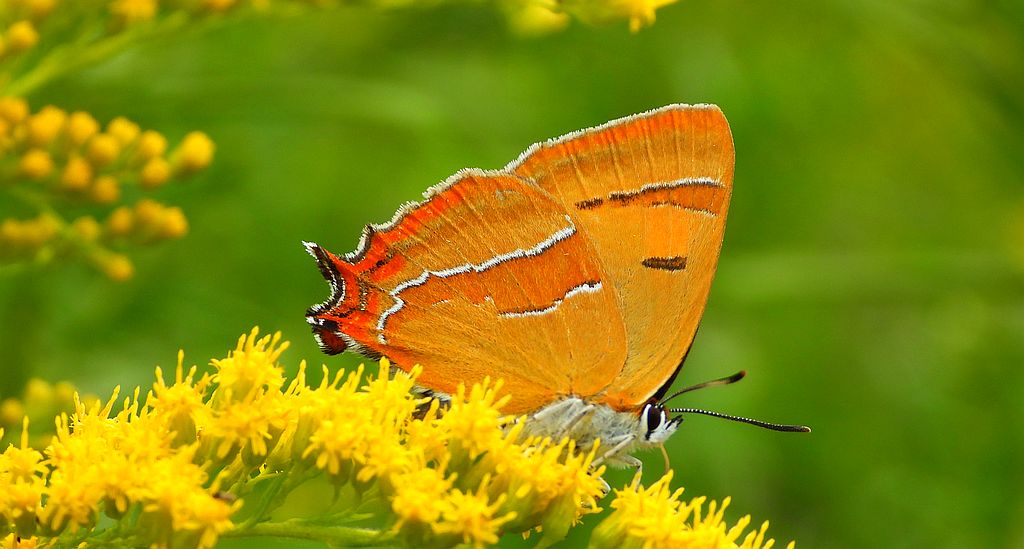 Pazik brzozowiec (Thecla betulae)