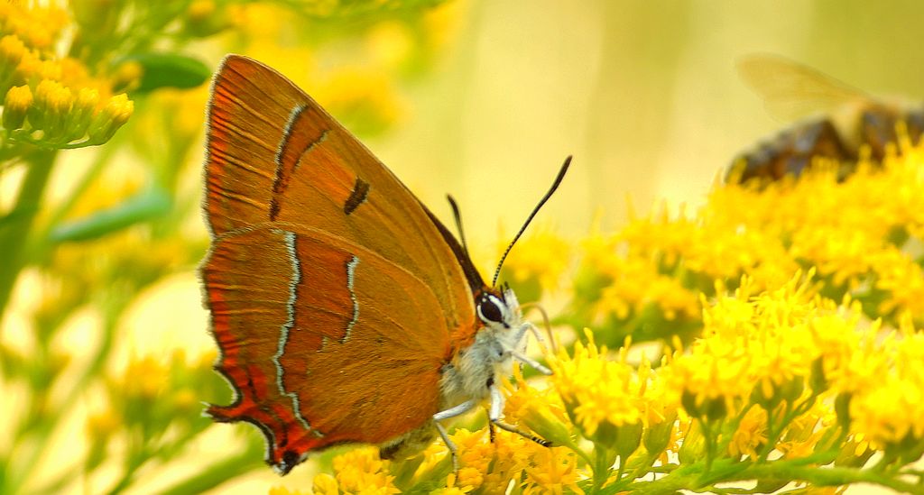 Pazik brzozowiec (Thecla betulae)