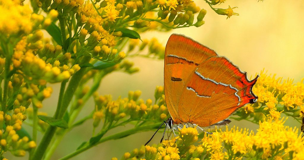 Pazik brzozowiec (Thecla betulae)